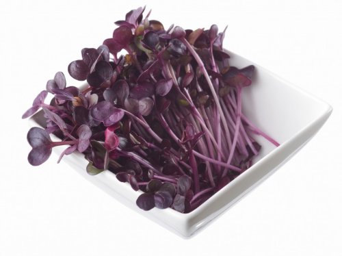 Todd's Seeds Rambo purple sprouts in a sprouting tray