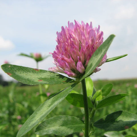 Todd's Seeds red clover image notes disease and weed control practices