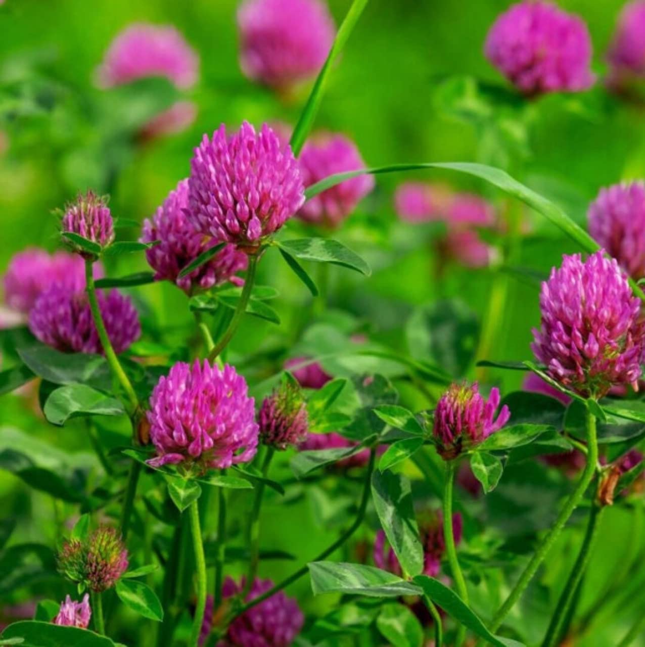 Todd's Seeds red clover field cover image illustrating weed suppression