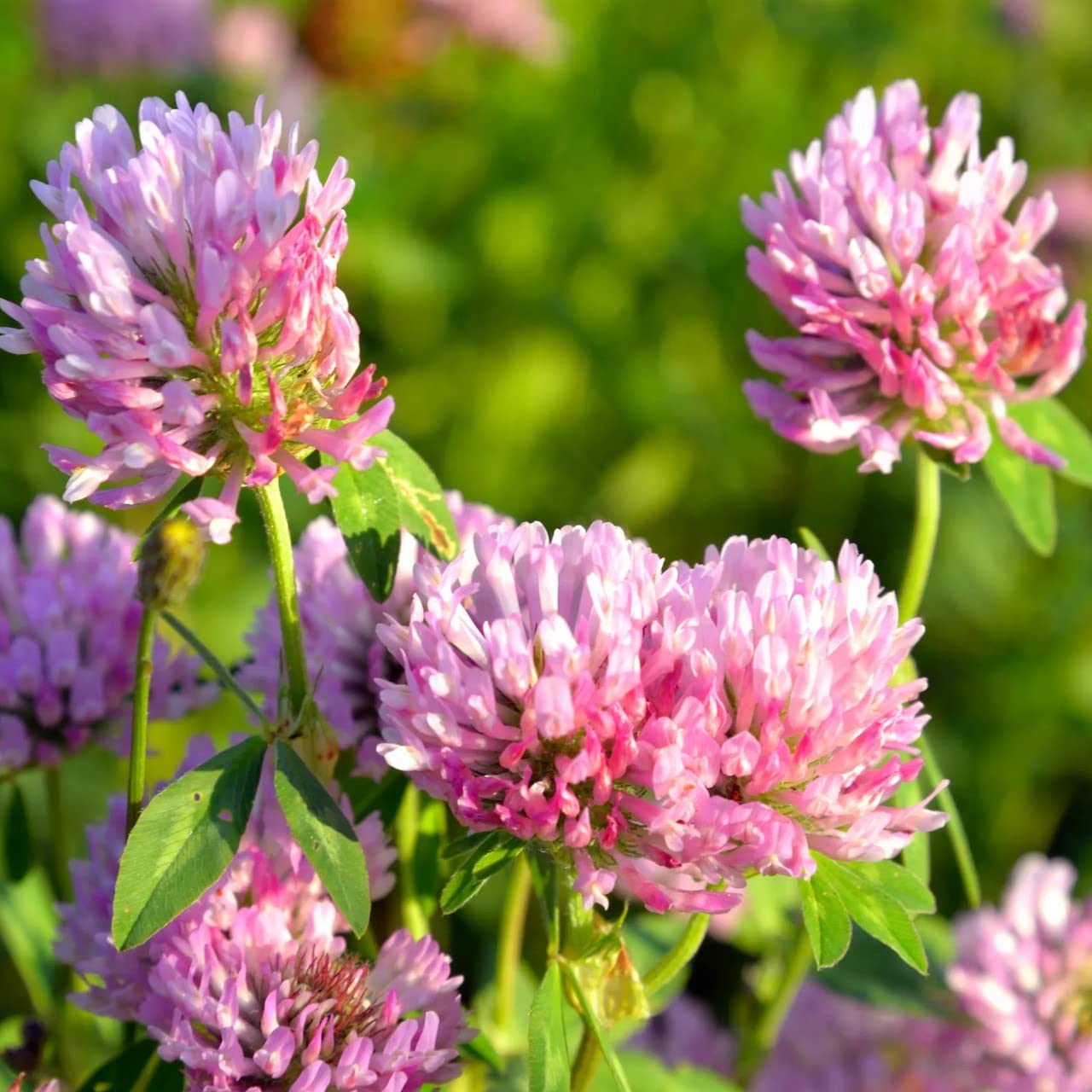 Todd's Seeds red clover flower heads ready for harvest and culinary use