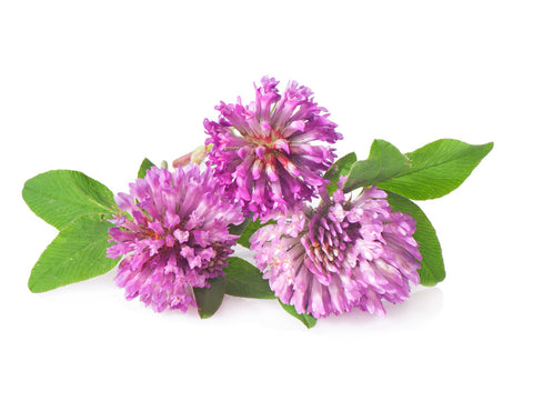 Todd's Seeds red clover germination close-up highlighting high vigor