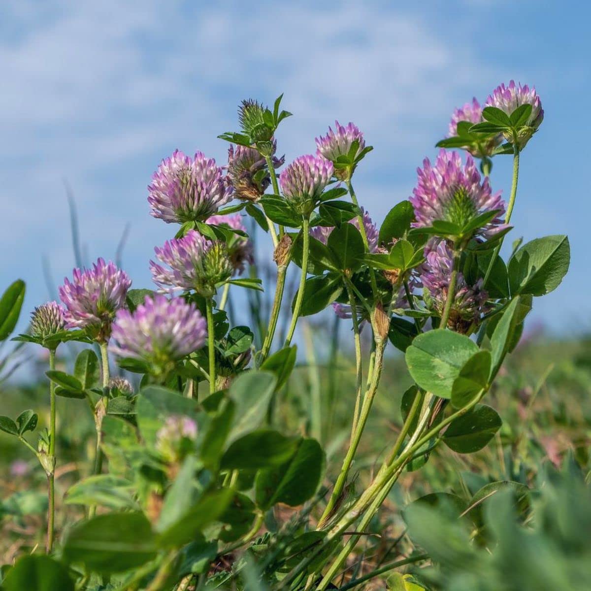 Todd's Seeds red clover roots demonstrating resilience to moderate sun and water
