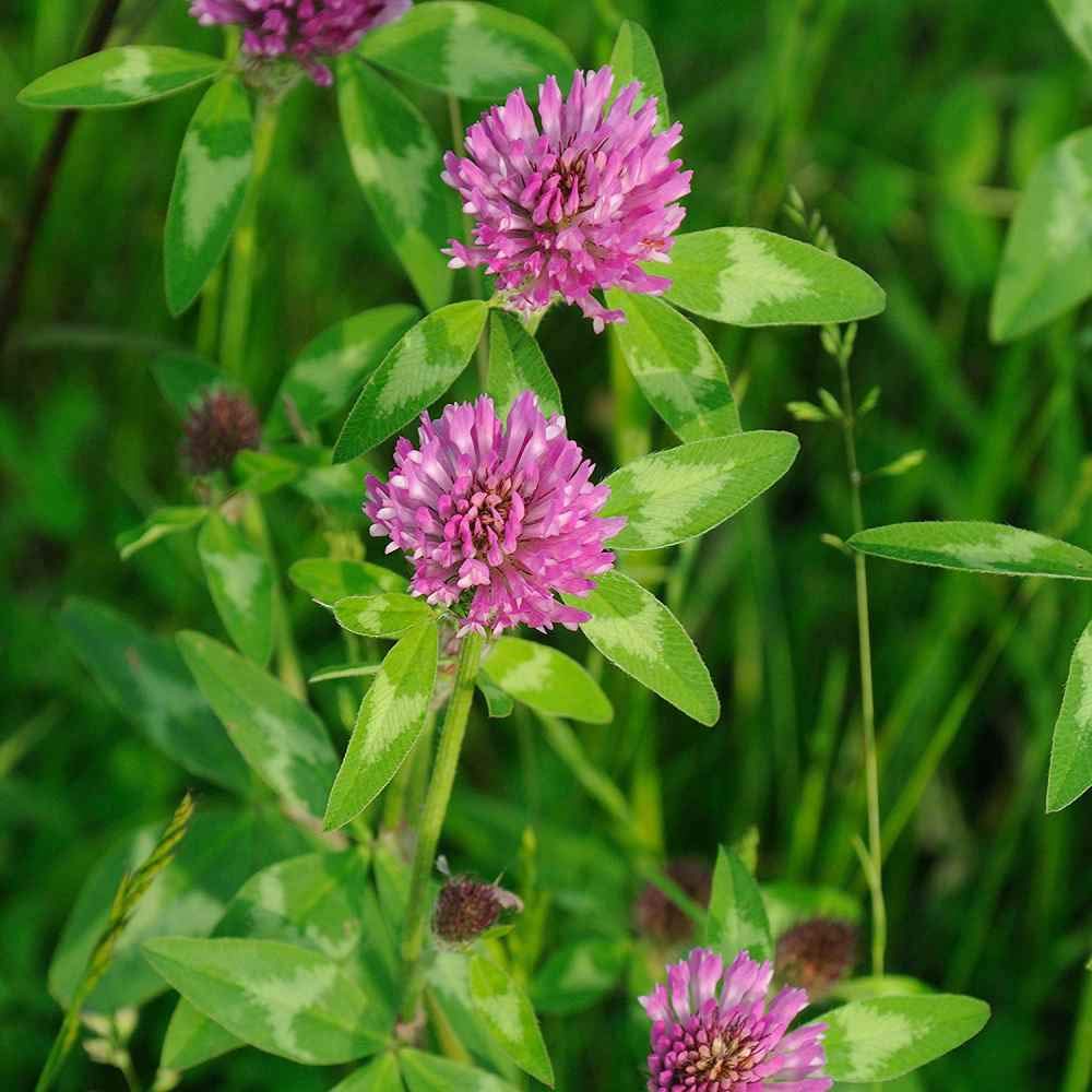 Todd's Seeds red clover seed bag label emphasizing high germination and safety testing