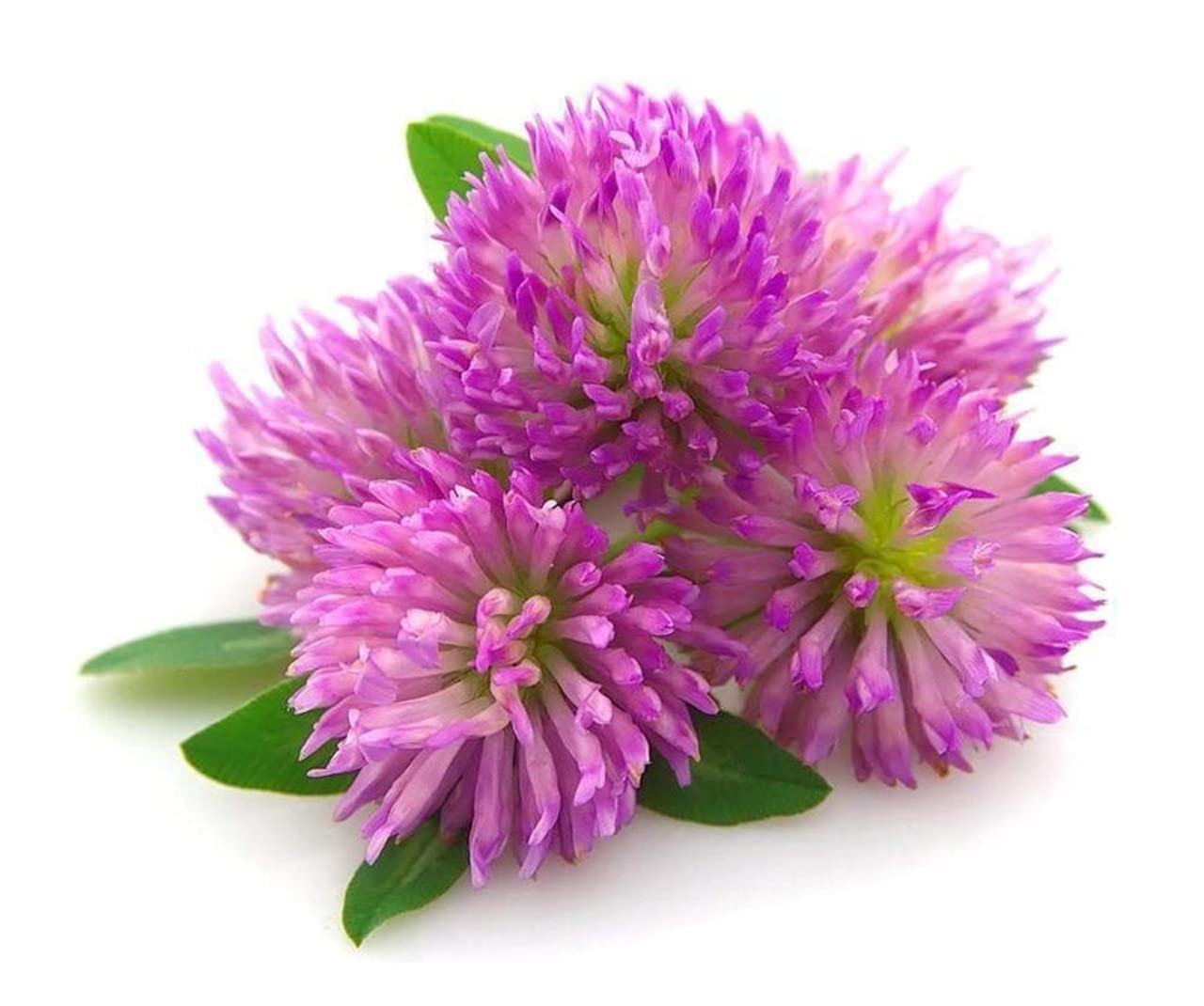 Todd's Seeds red clover seed pack showing non-GMO quality for home sprouting