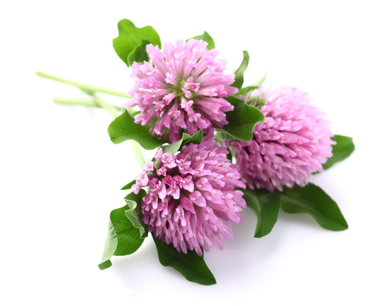 Todd's Seeds red clover sprouting in jar for easy kitchen cultivation