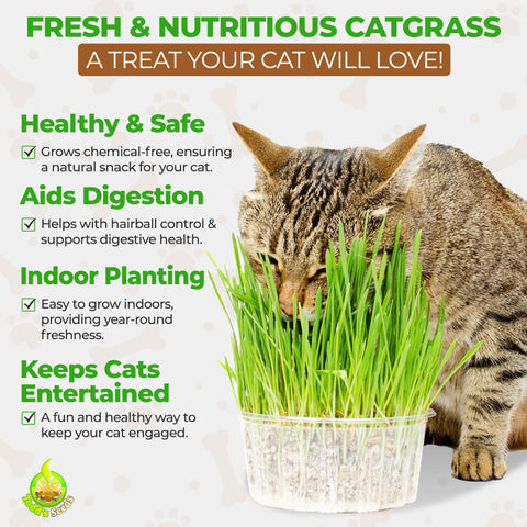Todd's Seeds sprout jar setup for home wheatgrass growing