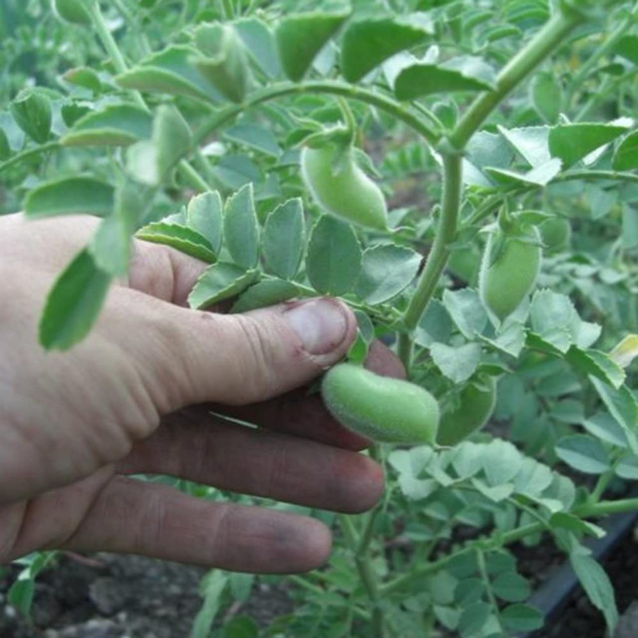 Todd's Seeds garbanzo sprouts close-up, vibrant and fresh.