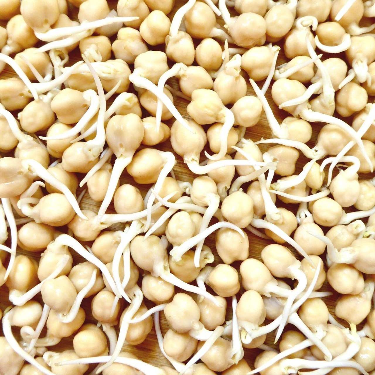 Todd's Seeds garbanzo beans sprouting in a tray for home use.