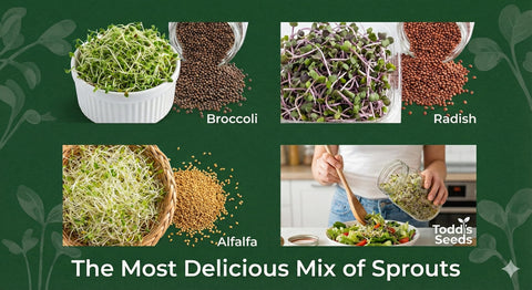 Todd's Seeds jar setup enables easy daily rinses and steady sprout growth.