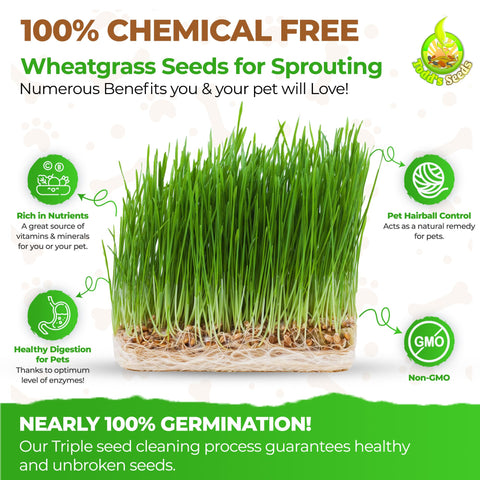 Wheatgrass thriving in container or garden soil using Todd's Seeds