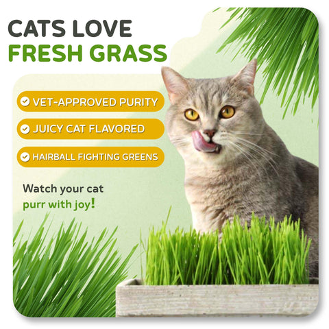 Soak and plant with Todd's Seeds wheatgrass for easy growth.