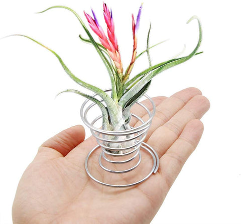 Together-life air plant display rack highlighting hollow design for airflow