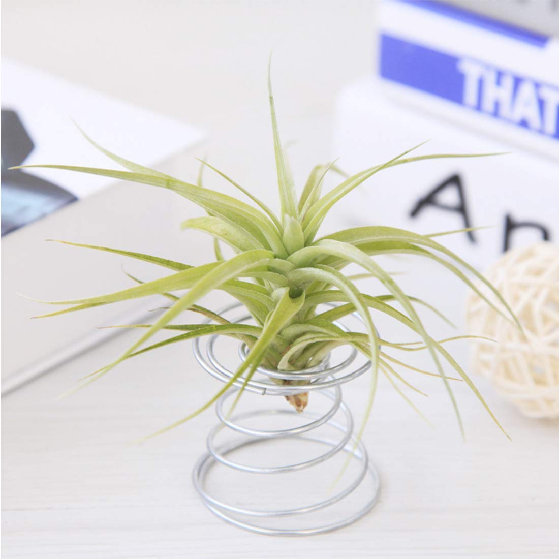 Together-life stainless steel air plant holder resists rust and keeps plants upright