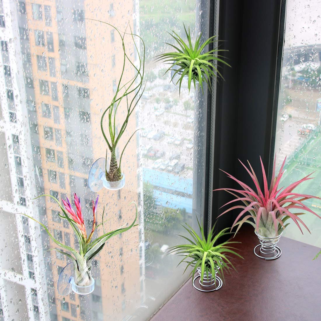 Together-life suction cup hanger secures air plants on smooth surfaces