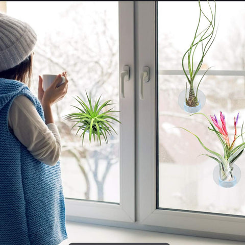 Together-life tabletop holder showcases Tillandsia for modern decor