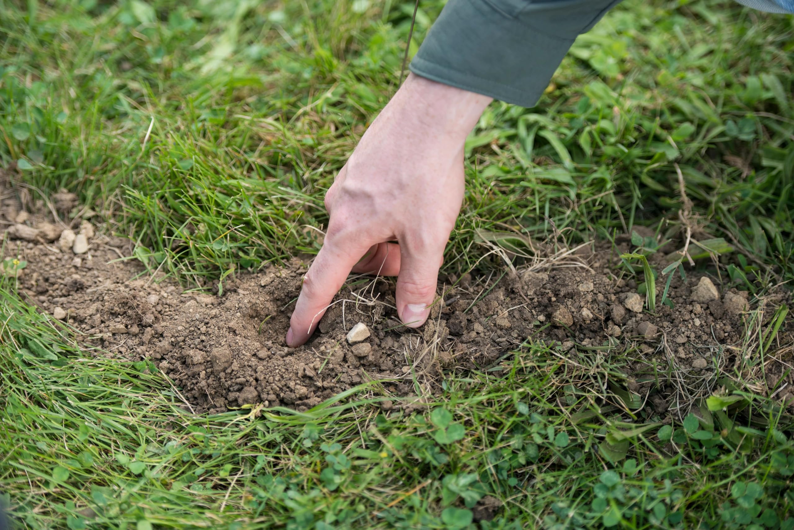 Tomcat Mole Killerₐ ready-to-use bait simplifies mole management in gardens