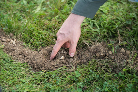 Tomcat Mole Killerₐ ready-to-use bait simplifies mole management in gardens
