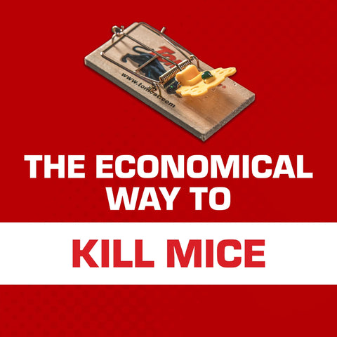 Tomcat wooden mouse trap placed along a wall for efficient use.