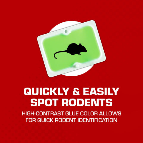 Disposal-ready Tomcat glue trap after capture of pests