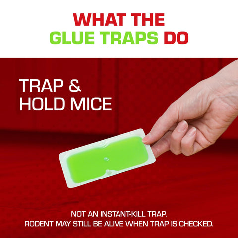 Traps placed in kitchen, basement, or garage with Tomcat brand