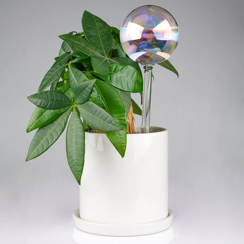 Tomorotec decorative iridescent bulbs brighten planters while hydrating soil.