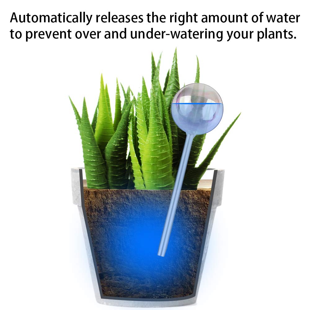 Tomorotec self-watering spike with gradient glass, simple setup for indoor succulents.
