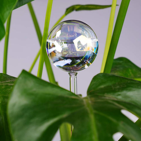 Tomorotec iridescent irrigation globe, soft color shift while delivering moisture to soil.