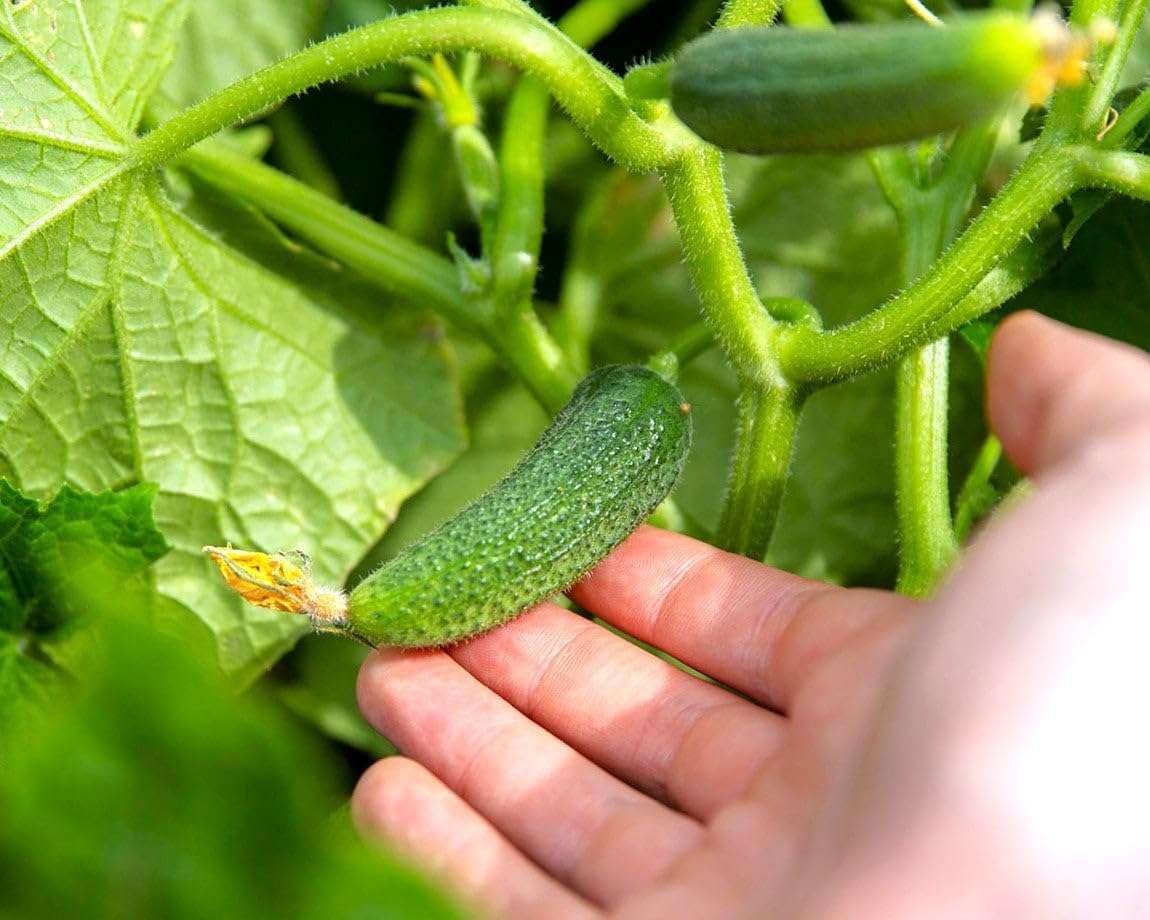 TomorrowSeeds 12-inch-dwarf-vine Parisian Gherkin F1 cucumbers ideal for containers.