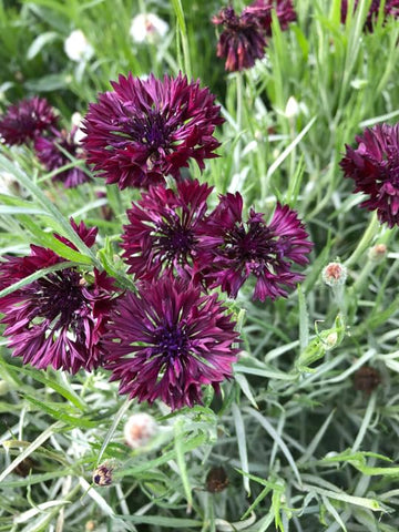 TomorrowSeeds bouquet-ready cut flower for long-lasting arrangements