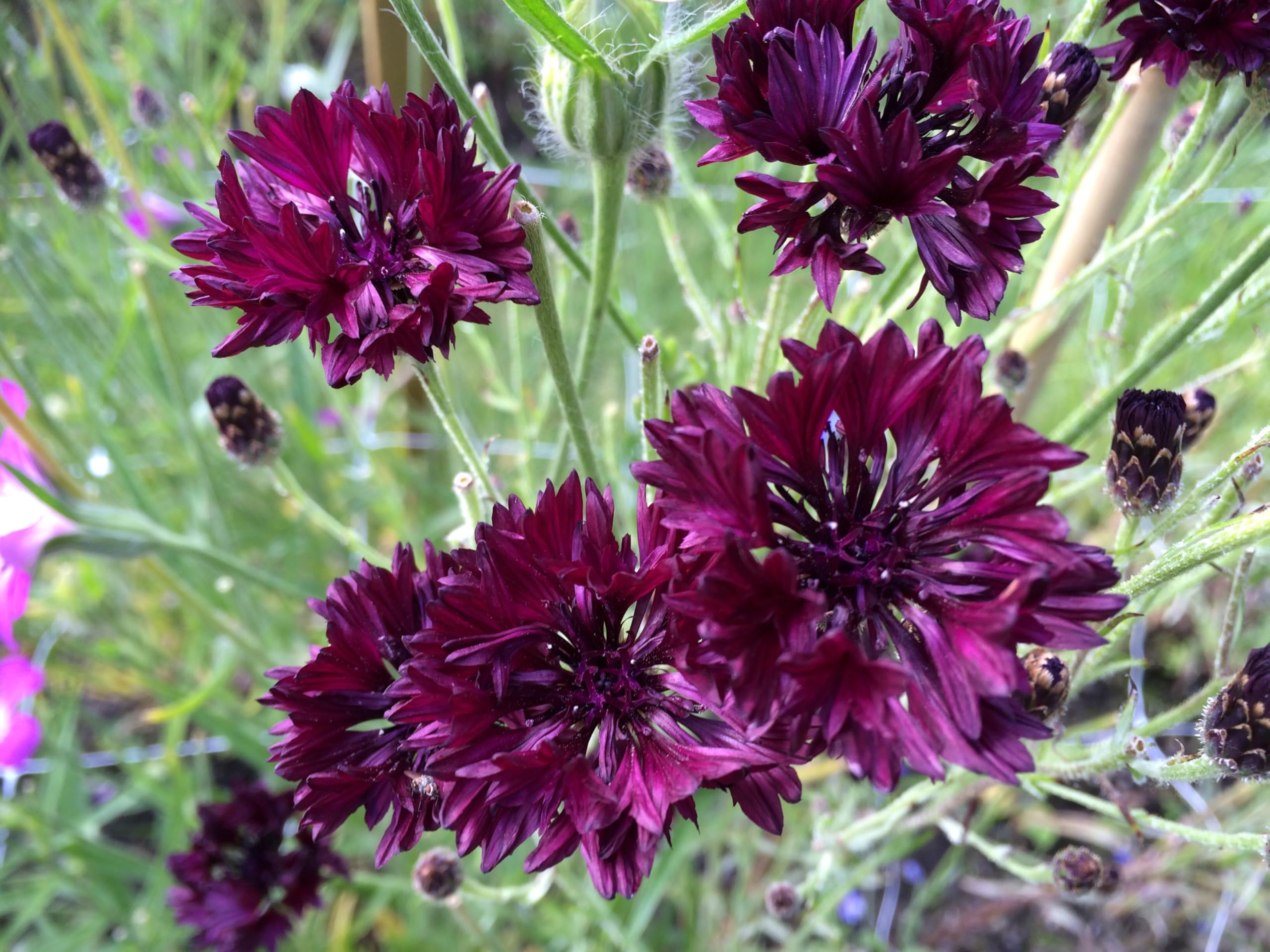 TomorrowSeeds Bachelor Button edible bloom shown for garnish or tea