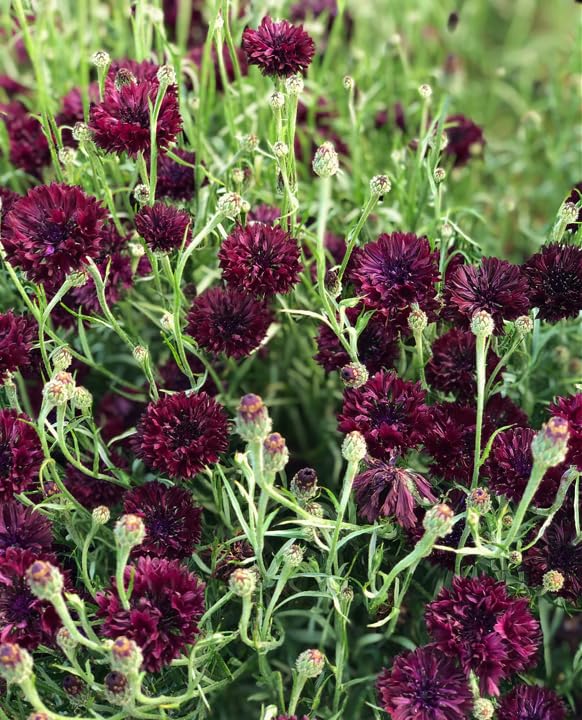 TomorrowSeeds Black Ball Bachelor Button plant stem view highlighting tall upright growth in sunny beds