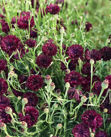 TomorrowSeeds Black Ball Bachelor Button plant stem view highlighting tall upright growth in sunny beds