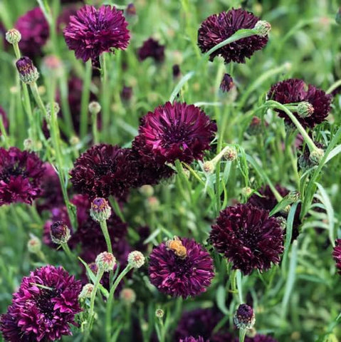 TomorrowSeeds Black Ball Bachelor Button seed closeup with dramatic dark blooms for striking borders