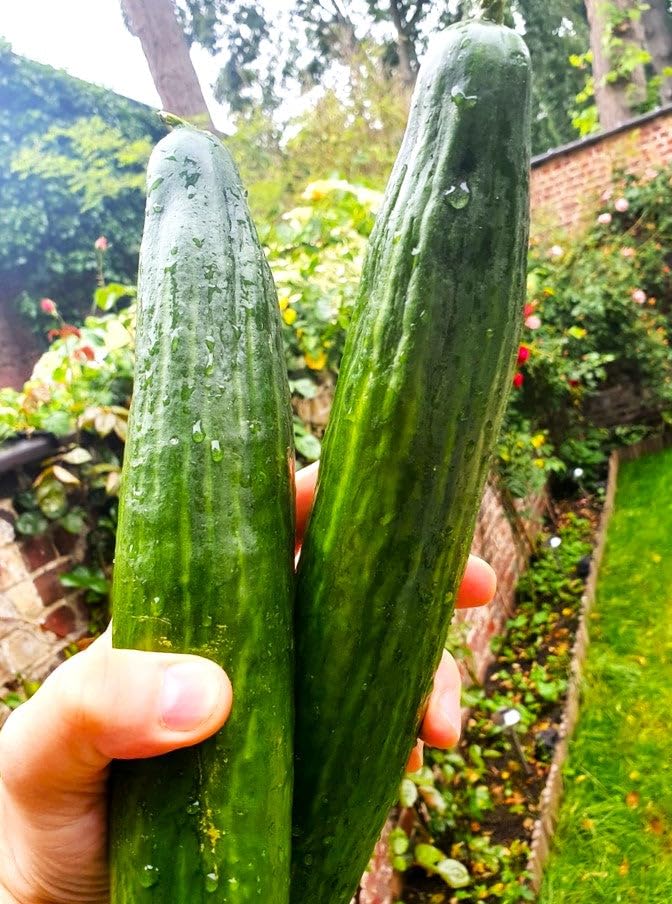 TomorrowSeeds Burpless cucumber close-up, smooth skin ideal for fresh eating