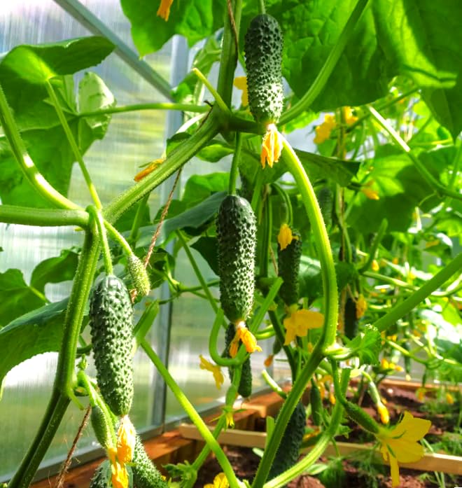 TomorrowSeeds compact-bush-plant showing patio-friendly growth for Parisian Gherkin F1.