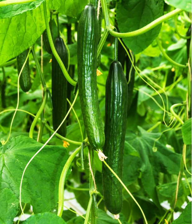 TomorrowSeeds cucumber vine growth; vigorous plants ideal for trellising in small spaces.