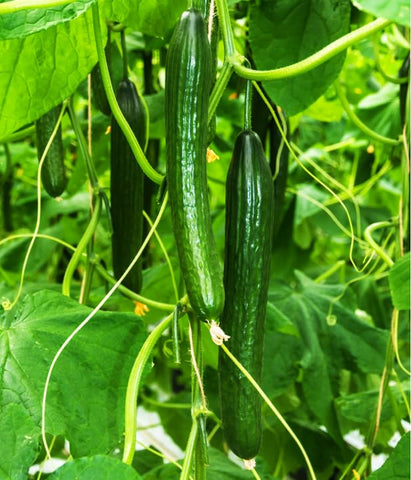 TomorrowSeeds cucumber vine growth; vigorous plants ideal for trellising in small spaces.