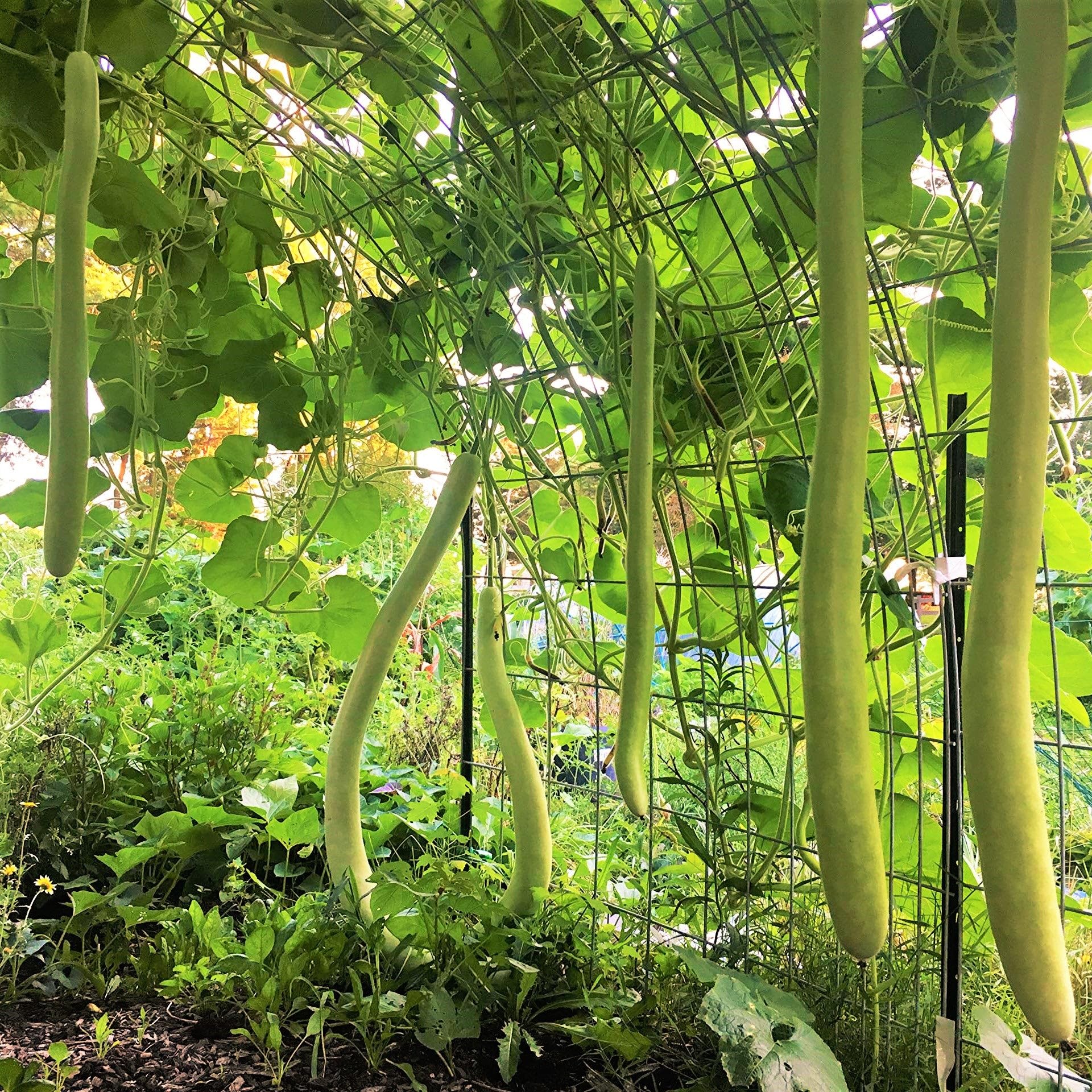 TomorrowSeeds Cucuzza germination progress shows sturdy vines ready to climb, saving garden space