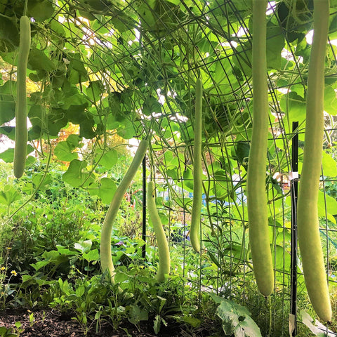 TomorrowSeeds Cucuzza germination progress shows sturdy vines ready to climb, saving garden space