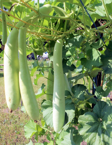 TomorrowSeeds Cucuzza harvest-ready gourds with light-green skin and tender flesh