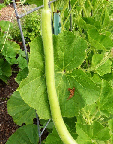 TomorrowSeeds Cucuzza long fruits forming on a vigorous vine for vertical gardening