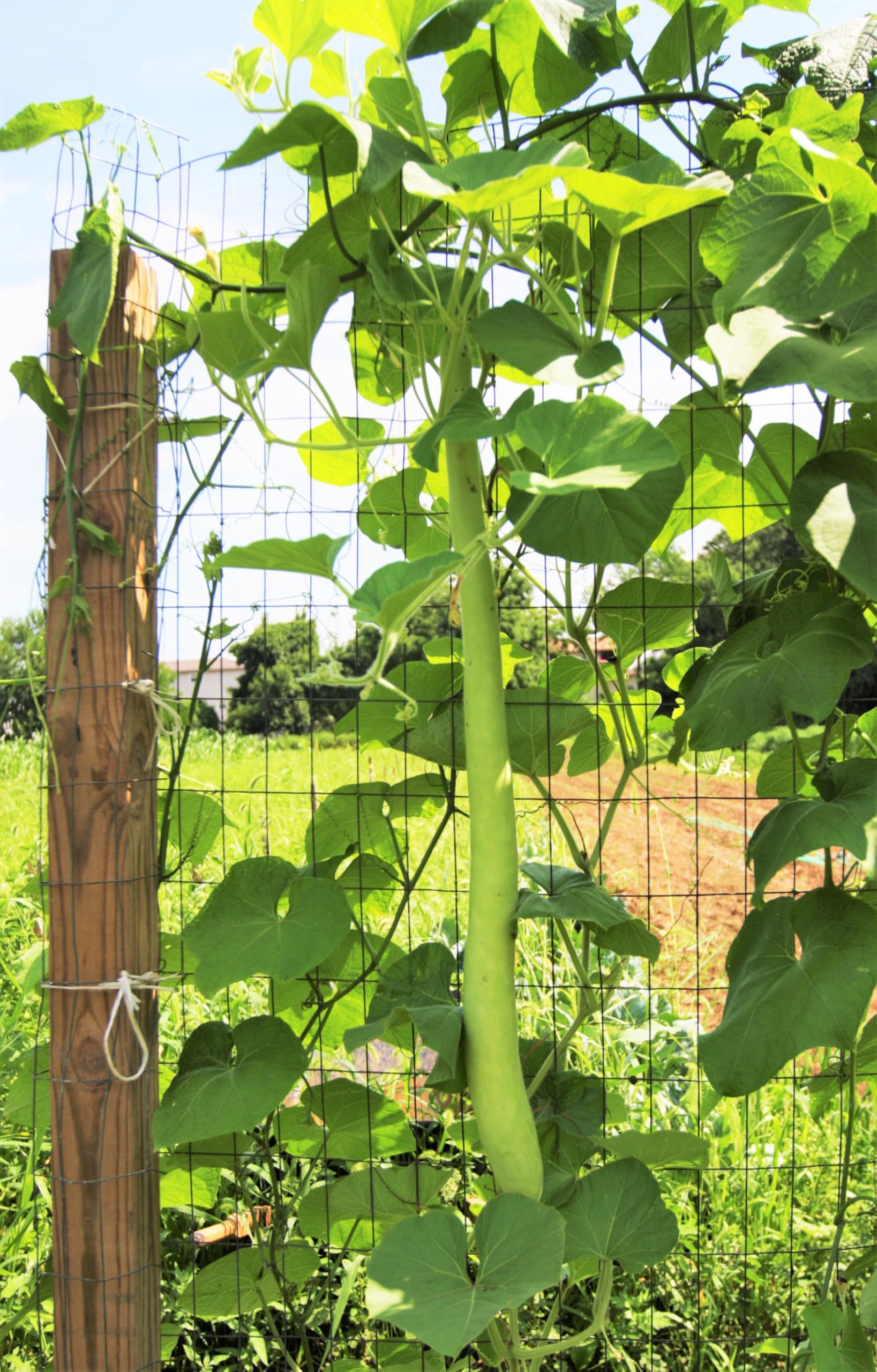 TomorrowSeeds Cucuzza fruit on a trellis-ready plant showcases space-saving success