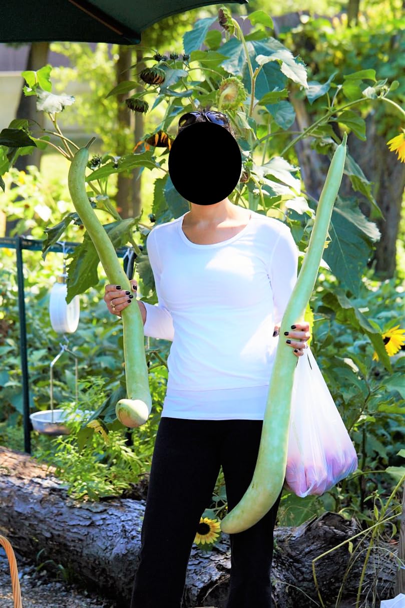 TomorrowSeeds Cucuzza pollination-friendly open-pollinated seed for home gardens