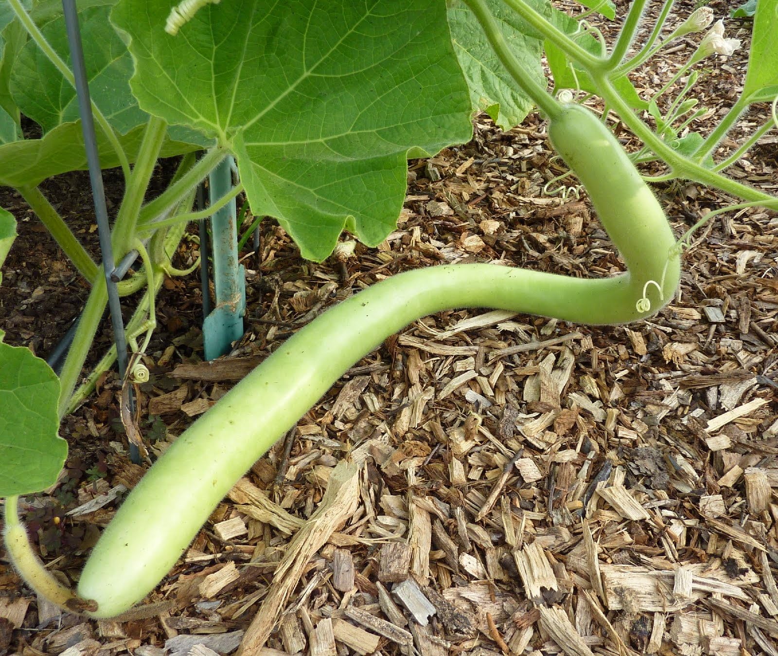 TomorrowSeeds Cucuzza vibrant light-green skin adds color to dishes