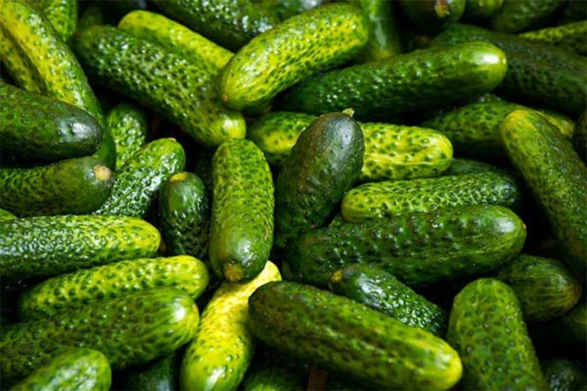TomorrowSeeds Parisian Gherkin F1 dark-green smooth-fruit for crisp snacking.