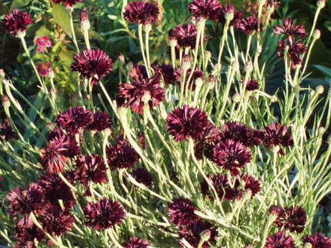 TomorrowSeeds dark purple centaurea cyanus bloom closeup emphasizes velvety petals