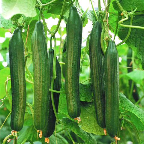 TomorrowSeeds English Telegraph cucumber long fruit, perfect for fresh slicing