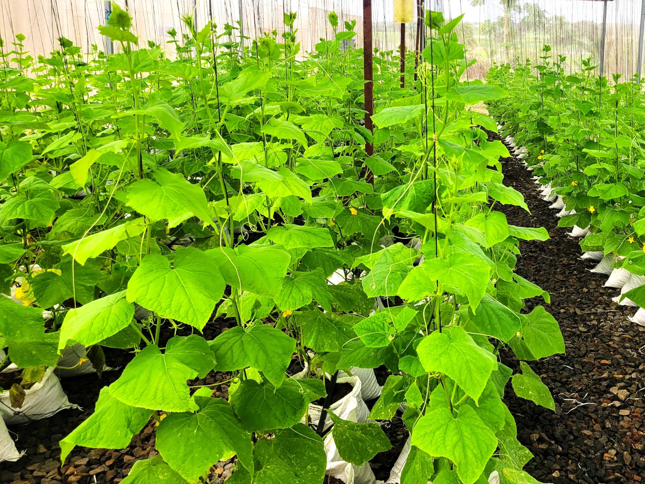 TomorrowSeeds English Telegraph cucumber crisp slice for sandwiches