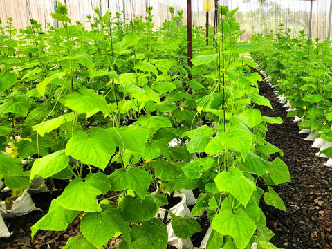 TomorrowSeeds English Telegraph cucumber crisp slice for sandwiches