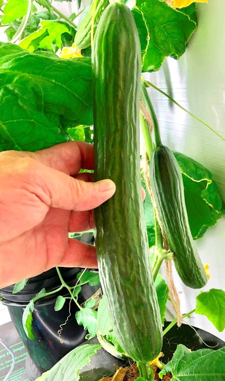 TomorrowSeeds English Telegraph cucumber greenhouse harvest, reliable yields